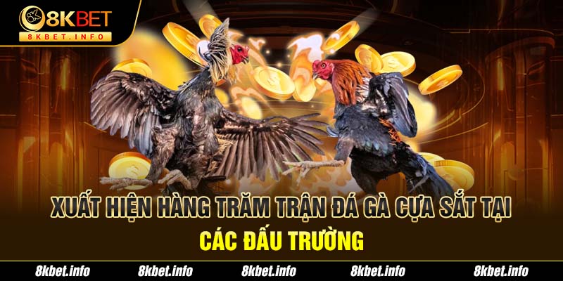 Xuất hiện hàng trăm trận đá gà cựa sắt tại các đấu trường